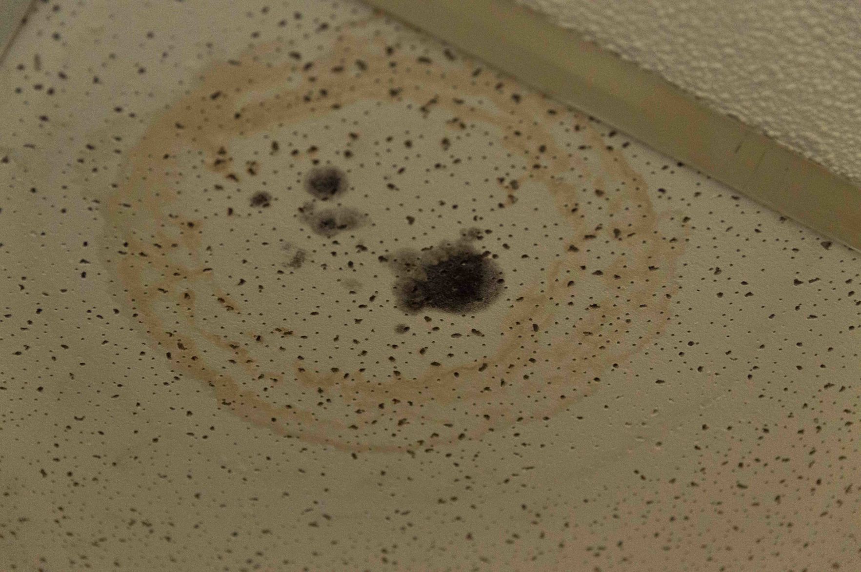 black mold
